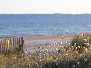 Water, Sky, Flower, Plant, Ecoregion, Natural Landscape, Coastal And Oceanic Landforms, Grass, Bank, Wood