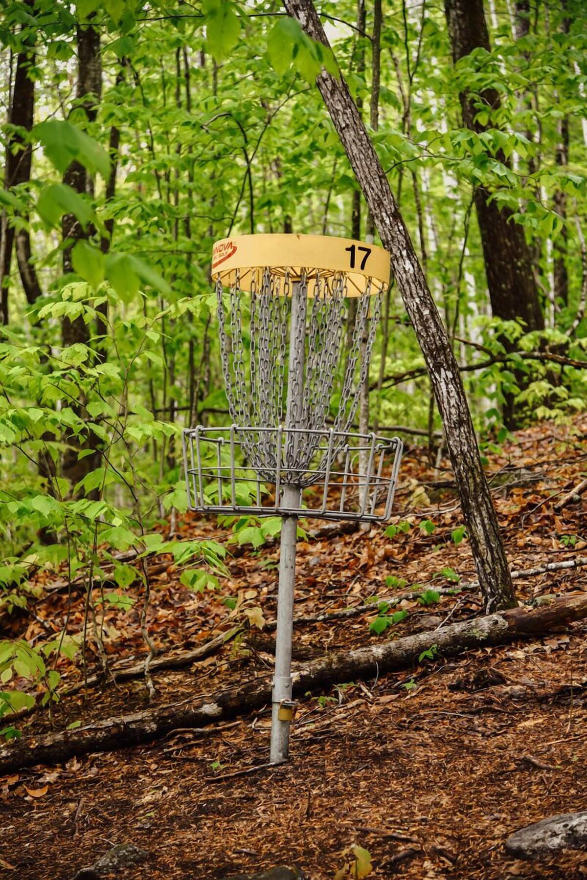 Maine Woods Treehouse-The Birdie