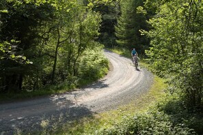 Grizedale Forest in the Lake District National Park