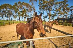 Meet our beautiful horses