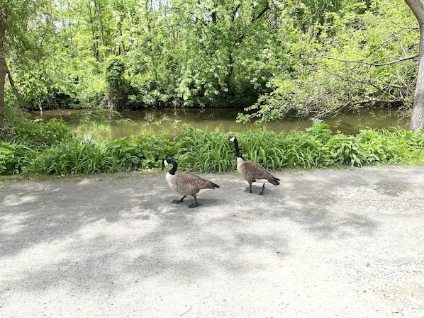 Bird watching  on the canal path right from your front door.