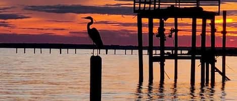 The blue heron at sunset, one of many majestic and graceful birds found here.
