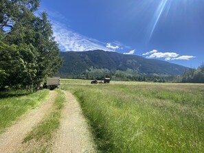 The back field adjacent to the Cabin.