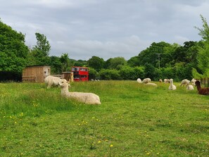 Back Garden