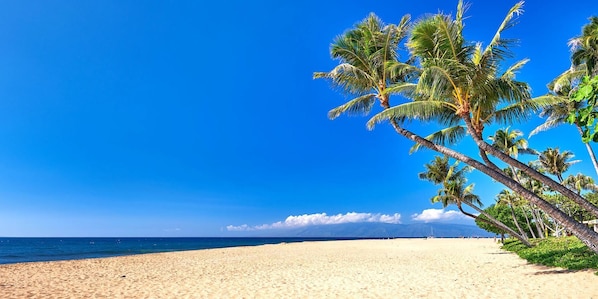 A stroll through tropical tranquility. HKK-816