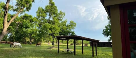 Enjoy the horses graze while you relax under huge pecan trees. Picnic table, tree swing and fire pit