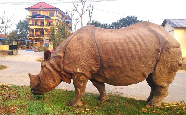 Rhino next to the hotel 