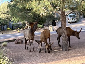 Wildlife could be just outside the front door. Reminder-they don't take selfies!