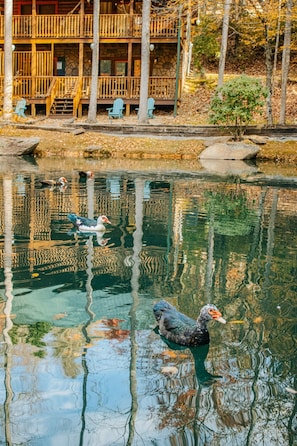 Friendly Duck Family