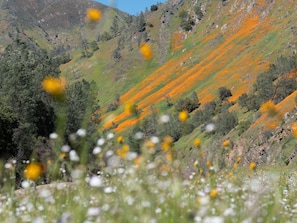 Wildflowers blanket the river canyon March-April.