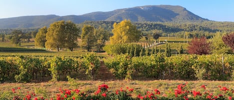 Terrain de l’hébergement 