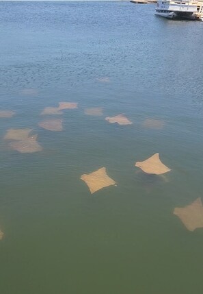 stingrays during mating season can be seen here everyday in large groups