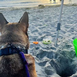 La Jolla Shores is nearest beach.
Dogs are allowed in the morning & at sunset.