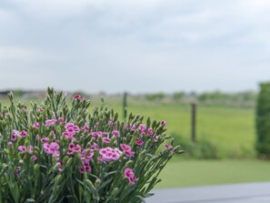 Flower, Cloud, Sky, Plant, Ecoregion, Petal, Natural Environment, Natural Landscape, Terrestrial Plant, Landscape