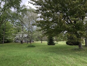 Back yard