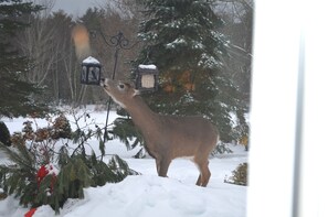 Vue depuis l’hébergement 