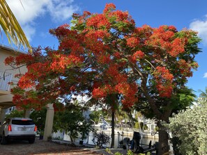 Royal Poinciana in Bloom