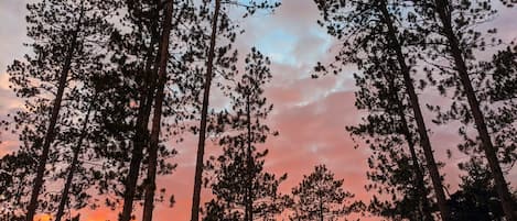 Towering red pines surrounding property.