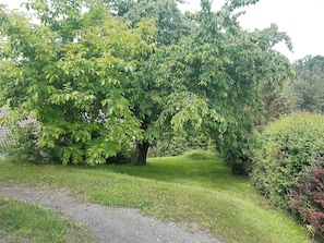 Ein grosser Kirschbaum um sich mit einer Decke auszuruhen