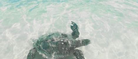 Love swimming with the honus (turtles) on the island 