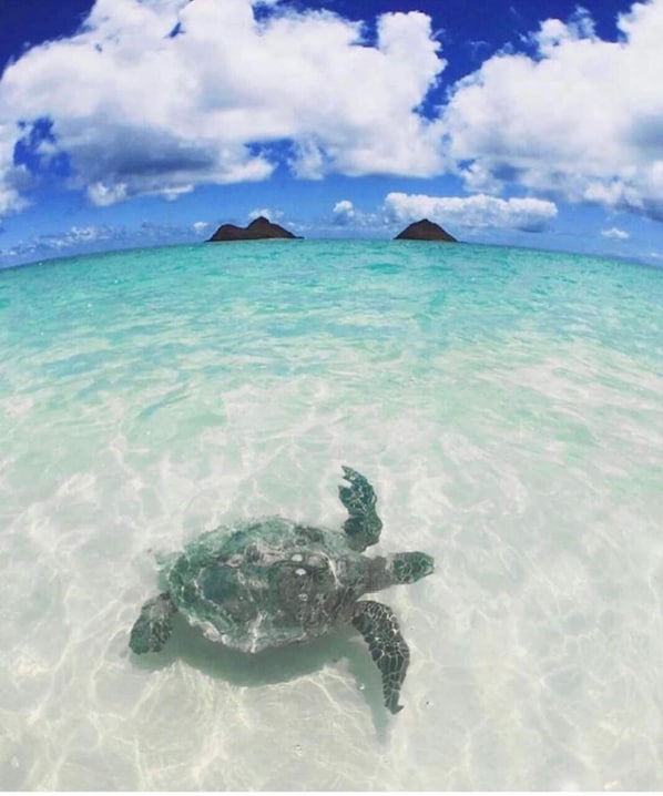 Love swimming with the honus (turtles) on the island 