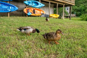 Kayaks and our feathered welcome committee