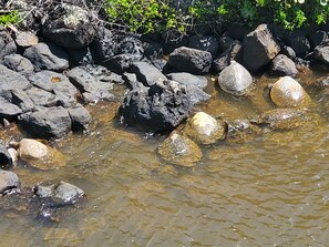 Sea turtles gathering below lanai