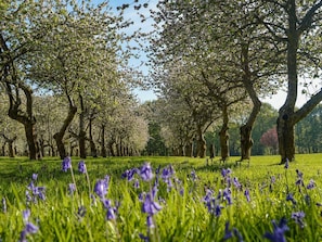 Bluebells in the orchard  | Deer Cottage 1, Deer Cottage 2 - Deer Cottages, Biddenden