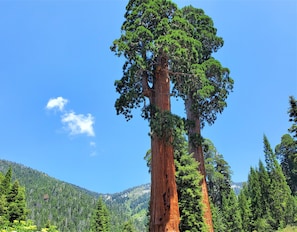 Many sequoia groves to see in the area