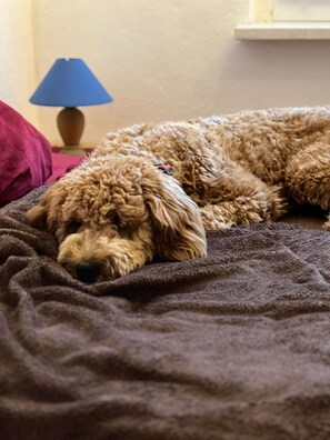 Pet-friendly