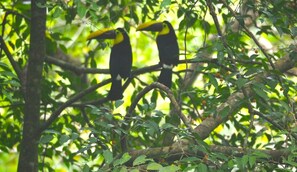 Toucans who have resided here for over 15 years!