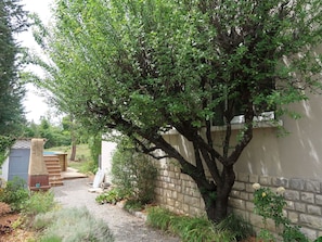 Planta, Superficie De La Carretera, El Terreno Del Lote, Árbol, Plantas Leñosas, Arbusto, Hierba, Hojas Perennes, Barrio Residencial, Cobertura Del Suelo