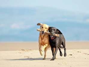 Dog Friendly