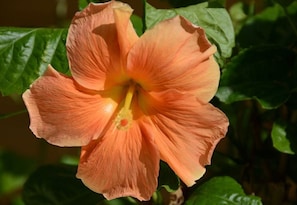 You are greeted by a magnificent orange hibiscus in the parking area.