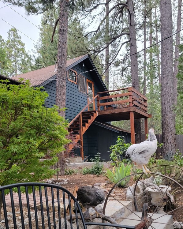 View of the Casita deck from the courtyard.  Occasional pet chicken sitings.  =)