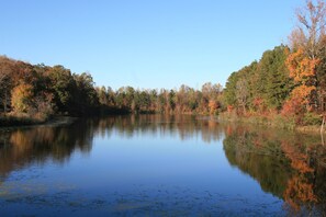 Fall colors around the pond.