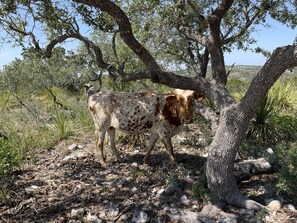 Ranger the Longhorn likes to keep an eye on the place!