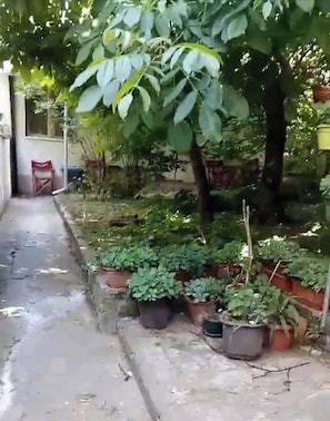 Garden-backyard