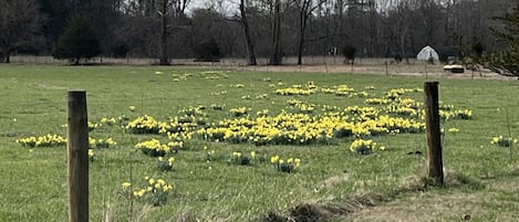 Our farm awash with daffodils