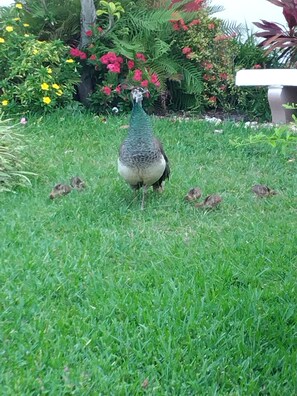 A visitor with his kids in tow.