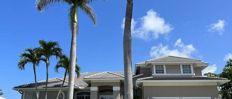 Mature Palm Trees