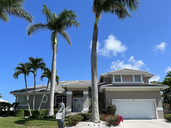Mature Palm Trees