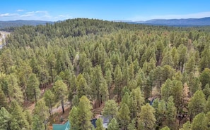 View of the woods surrounding the house