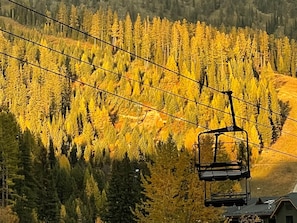 Fall is beautiful in Montana. Aspens and Tamarack Trees turn to gold