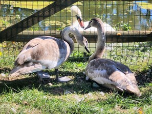 cygnets