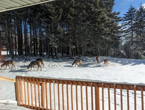 Deer Visting Our Deck