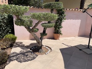 Pool Terrace