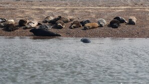 Seals on Blakeney Point