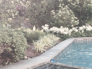 Poolside gardens