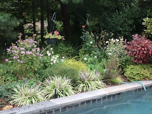 Poolside gardens.